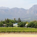 Wine tour